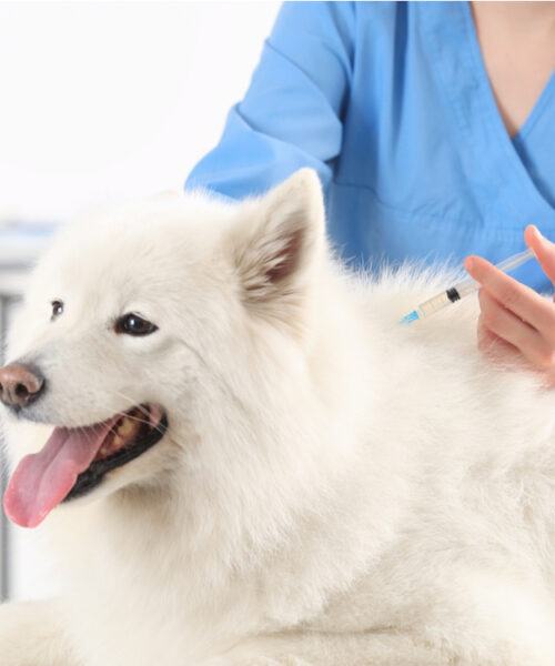 vacciner-din-hund