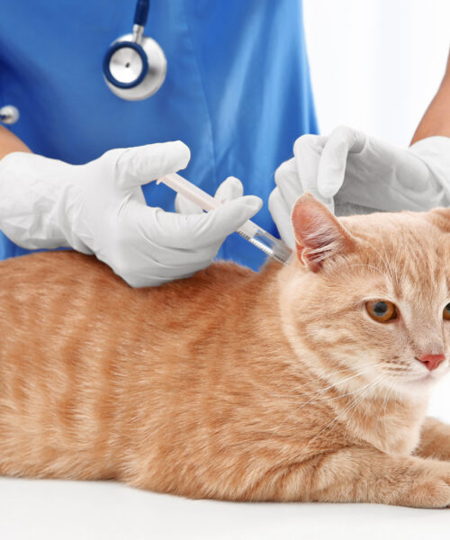 derfor-skal-du-vaccinere-din-kat