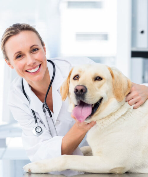 vaelg-en-lokal-dyrlaege