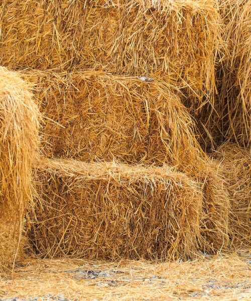 bliv-klogere-paa-grovfoder