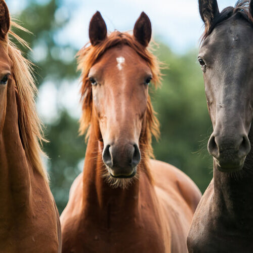 saadan-behandler-man-staldkrampe