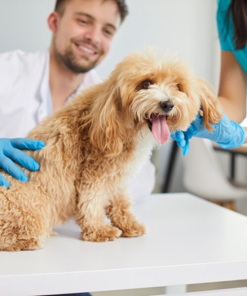 saadan-vaelger-du-en-lokal-dyrelaege-du-kan-stole-paa